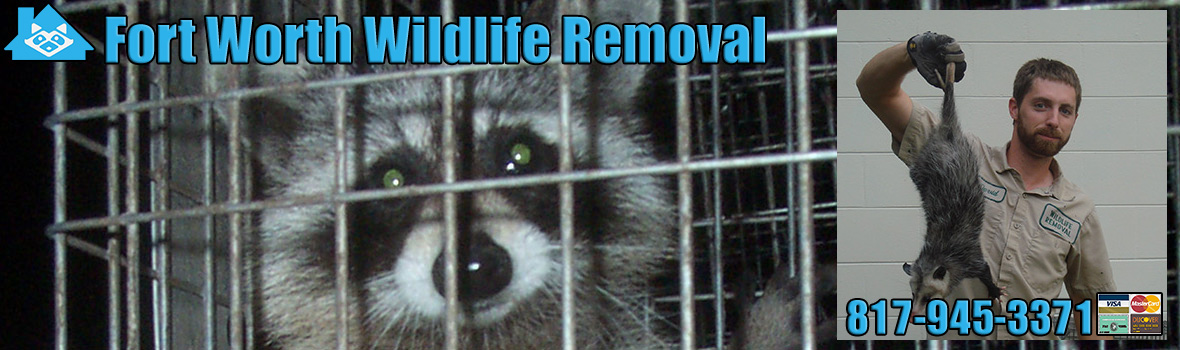 Fort Worth Wildlife and Animal Removal